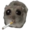 Rata triste Hámster Memes 🐭🐹 15