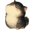 Gatitos gorditos💞1🇵🇪Clásica 20