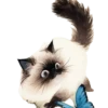 Gatitos gorditos💞1🇵🇪Clásica 21