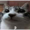 Cats [05] 26