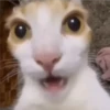 Cats [05] 27