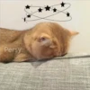Animalitos para la noche 🌚🌙 26