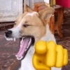 perro 🐕 17