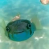 Морские животные 🐳 21