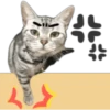 Silver tigrer 🐱 26