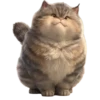 Gatitos gorditos💞1🇵🇪Clásica 22