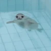 Морские животные 🐳 22