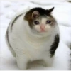 Cats [02] 27
