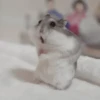 🐹 HAMSTERS MOODCITOS 🐹 11
