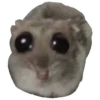 Rata triste Hámster Memes 🐭🐹 18
