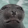 Морские животные 🐳 23