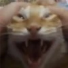 Cats [05] 28
