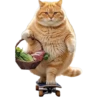 Gatitos gorditos💞1🇵🇪Clásica 24