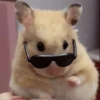 🐹 HAMSTERS MOODCITOS 🐹 12