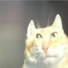 Cats [05] 29