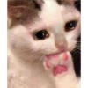 Cats [02] 29