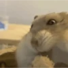 🐹 HAMSTERS MOODCITOS 🐹 14