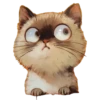 Gatitos gorditos💞1🇵🇪Clásica 27
