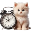 Gatito divertido🐱💞1🇵🇪Clásica 29