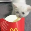 Cats [02] 30