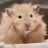🐹 HAMSTERS MOODCITOS 🐹 15