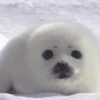 Морские животные 🐳 24