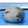 Морские животные 🐳 25