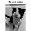 the sog is coming