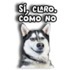 Perritos Husky 🐺💬 5