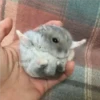 Persy