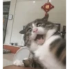 Memes gatitos #3 🐱✨🌷 5