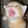 😸 Te lo digo con un gato 😸 5
