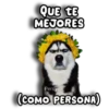 Perritos Husky 🐺💬 7