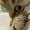 😸 Te lo digo con un gato 😸 6