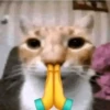 Memes gatitos #3 🐱✨🌷 7