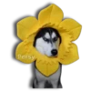 Perritos Husky expresiones 🐺 5