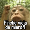 Memes de Animales🪴⭐ 5