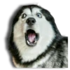 Perritos Husky expresiones 🐺 6