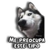 Perritos Husky 🐺💬 9