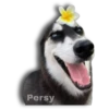 Perritos Husky expresiones 🐺 7