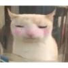 Memes gatitos #3 🐱✨🌷 10