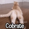 Memes de Animales🪴⭐ 6