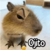 Memes de Animales🪴⭐ 7