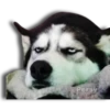 Perritos Husky expresiones 🐺 9