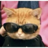 Memes gatitos #3 🐱✨🌷 11