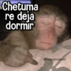 Memes de Animales🪴⭐ 10