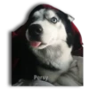 Perritos Husky expresiones 🐺 10