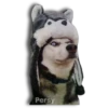 Perritos Husky expresiones 🐺 11