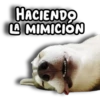 Perritos Husky 🐺💬 12