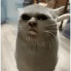 😸 Te lo digo con un gato 😸 7